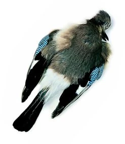 Chevron Jay Skin - Funky Fly Tying