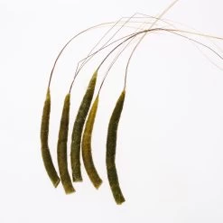 Funk Extended Mayfly Bodies (Large) - Funky Fly Tying