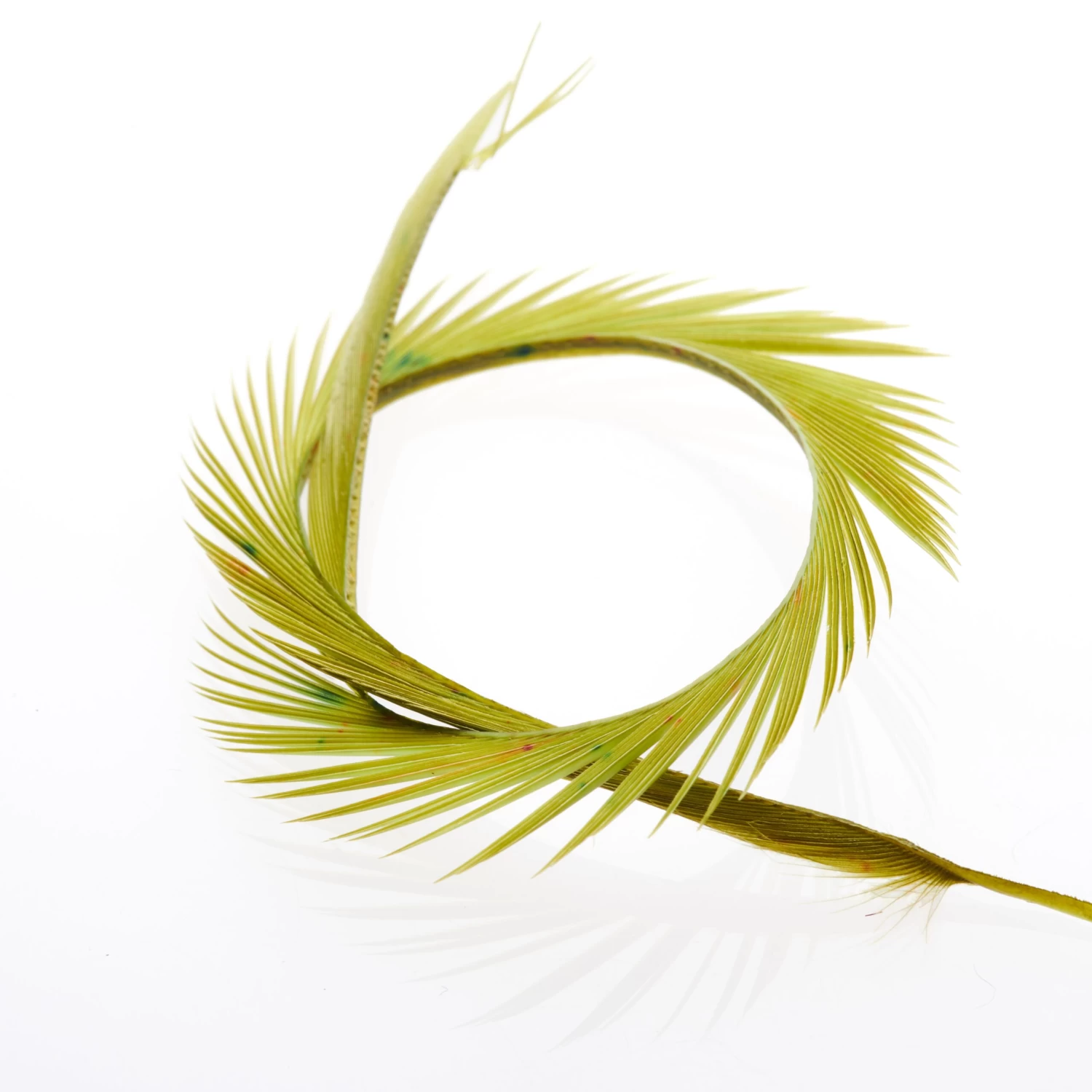 Funky Goose Biots - Funky Fly Tying - Image 20