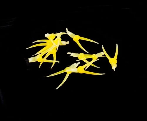 Hemingway's Stonefly Nymph Tails - Funky Fly Tying - Image 13