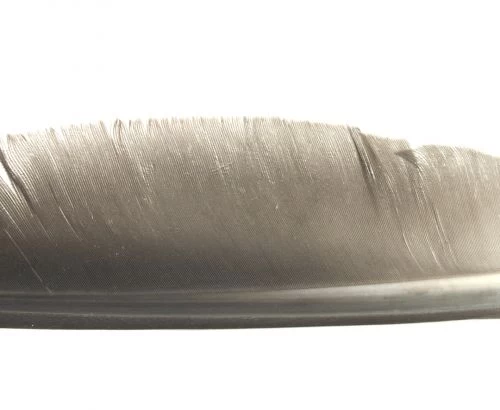 Nature's Spirit Goose Quills - Funky Fly Tying - Image 5