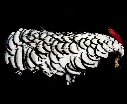 Nature's Spirit Lady Amherst Complete Neck/Head Top Grade - Funky Fly Tying