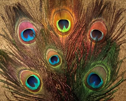 Nature's Spirit Peacock Sticks (Eye Plumes) - Funky Fly Tying - Image 2