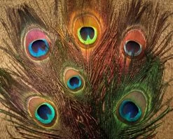 Nature's Spirit Peacock Sticks (Eye Plumes) - Funky Fly Tying