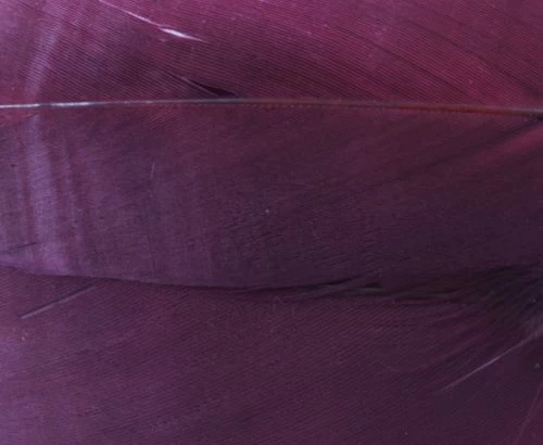 Nature's Spirit Select Goose Shoulder Feathers - Funky Fly Tying - Image 17