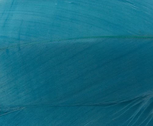 Nature's Spirit Select Goose Shoulder Feathers - Funky Fly Tying - Image 13