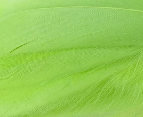 Nature's Spirit Select Goose Shoulder Feathers - Funky Fly Tying - Image 12