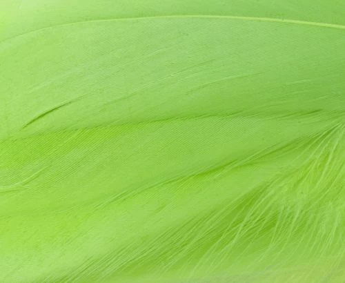 Nature's Spirit Select Goose Shoulder Feathers - Funky Fly Tying - Image 11