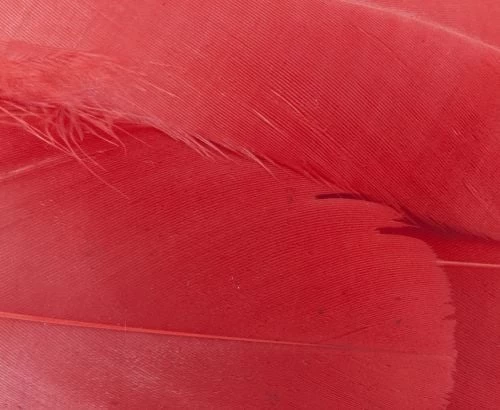 Nature's Spirit Select Goose Shoulder Feathers - Funky Fly Tying - Image 10