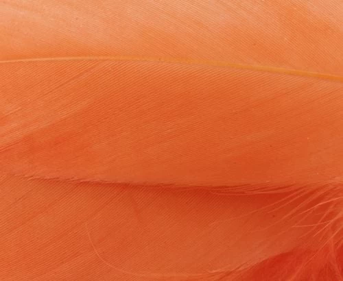 Nature's Spirit Select Goose Shoulder Feathers - Funky Fly Tying - Image 6