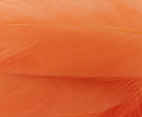 Nature's Spirit Select Goose Shoulder Feathers - Funky Fly Tying - Image 5