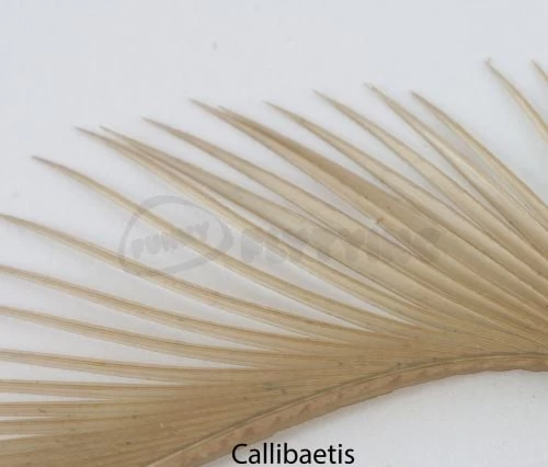 Nature's Spirit Stripped Goose Biots - Funky Fly Tying - Image 4