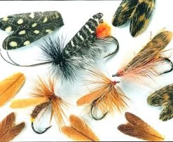 Veniard Natural Feather Caddis Wings - Funky Fly Tying
